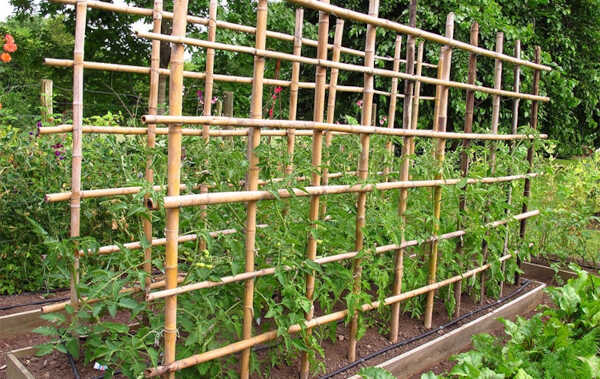 Nursery Bamboo Canes Bundle